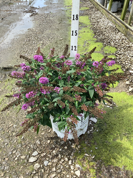 Pugster Periwinkle Butterfly Bush in a #3 container covered in purple blooms at a nursery.