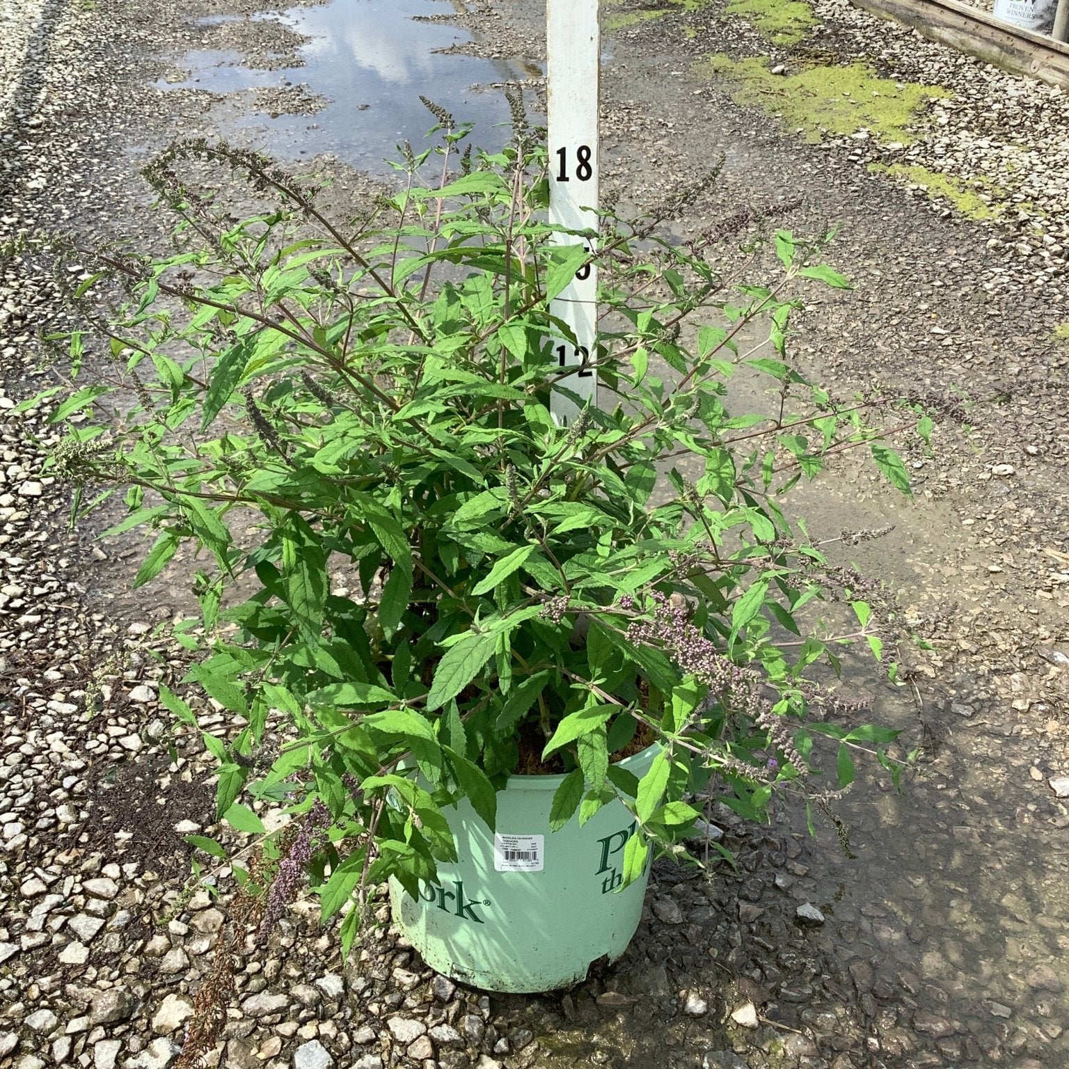 Lavender Cascade Butterfly Bush in a #3 container at a nursery, showing lush green foliage and arching stems with early blooms.