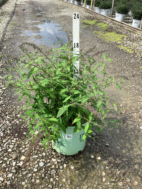 Lavender Cascade Butterfly Bush in a #3 container at a nursery, showing lush green foliage and arching stems with early blooms.