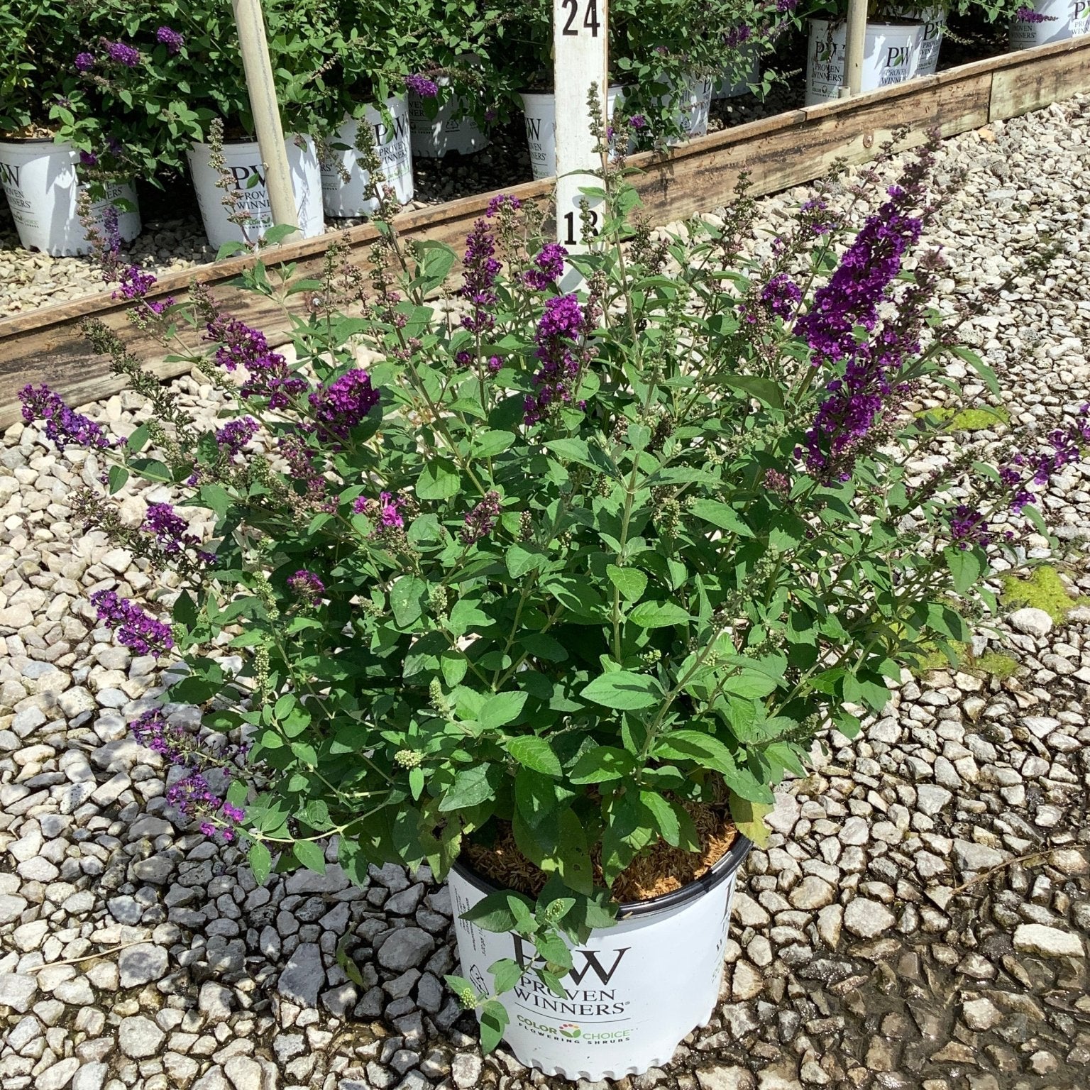 Miss Violet Butterfly Bush in a #3 Proven Winners container, displaying deep purple flower spikes at a nursery.