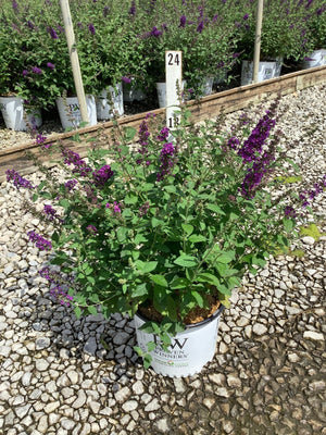 Miss Violet Butterfly Bush in a #3 Proven Winners container, displaying deep purple flower spikes at a nursery.