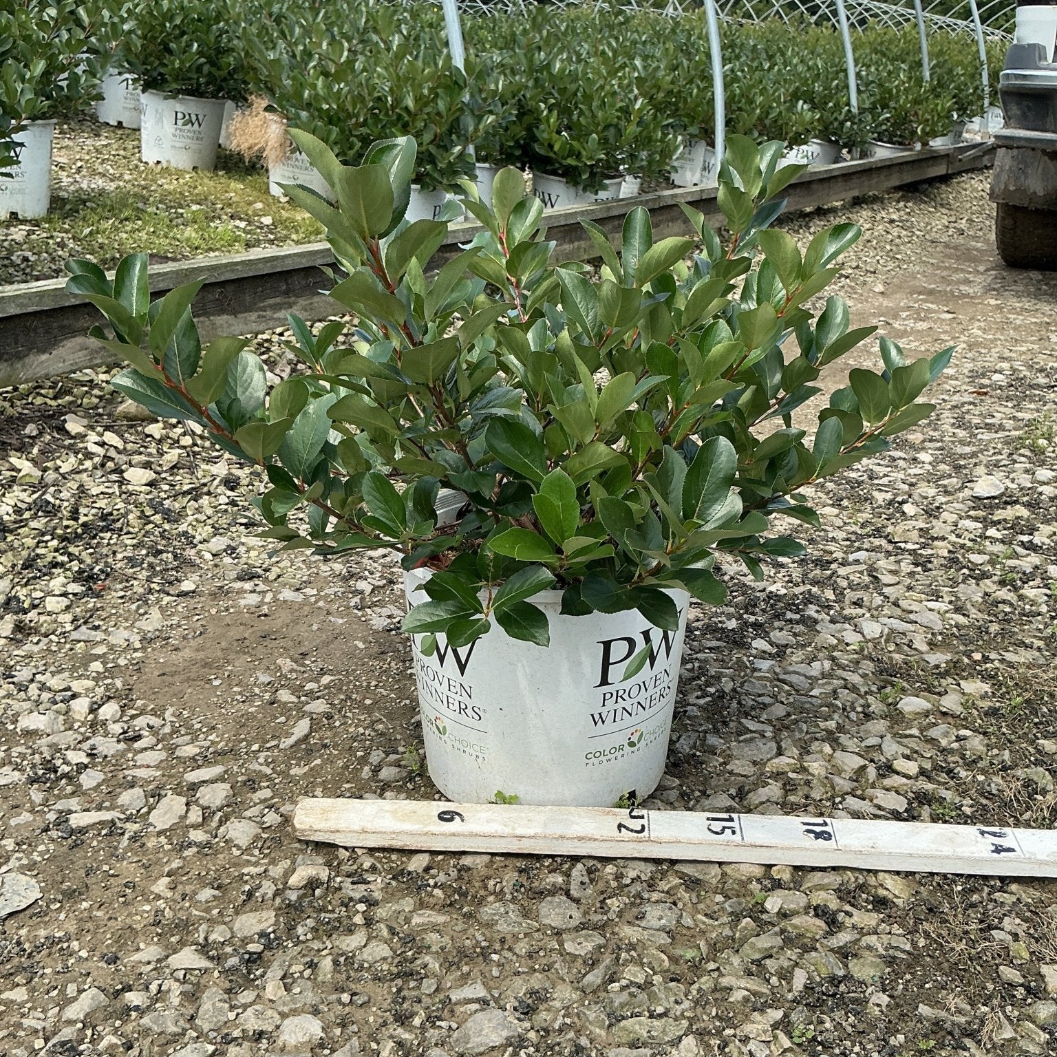 Low Scape Mound Chokeberry shrub in a #3 Proven Winners container, showing dense dark green foliage at a nursery grow yard.