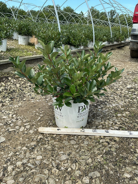 Low Scape Mound Chokeberry shrub in a #3 Proven Winners container, showing dense dark green foliage at a nursery grow yard.