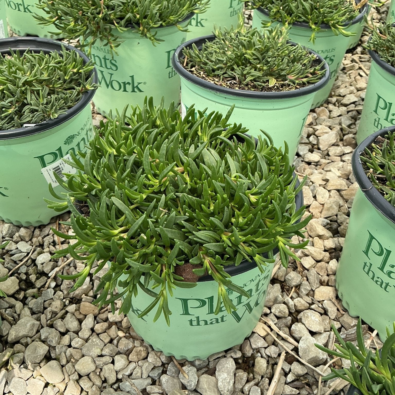 Fire Spinner Ice Plant in a #1 container showing dense, finger-like green succulent foliage at a nursery.