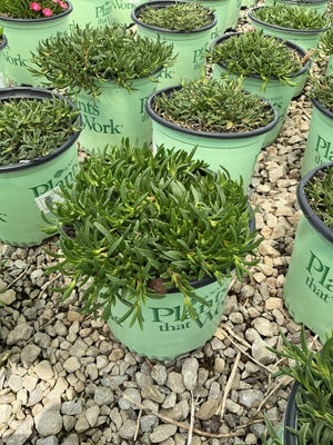 Fire Spinner Ice Plant in a #1 container showing dense, finger-like green succulent foliage at a nursery.
