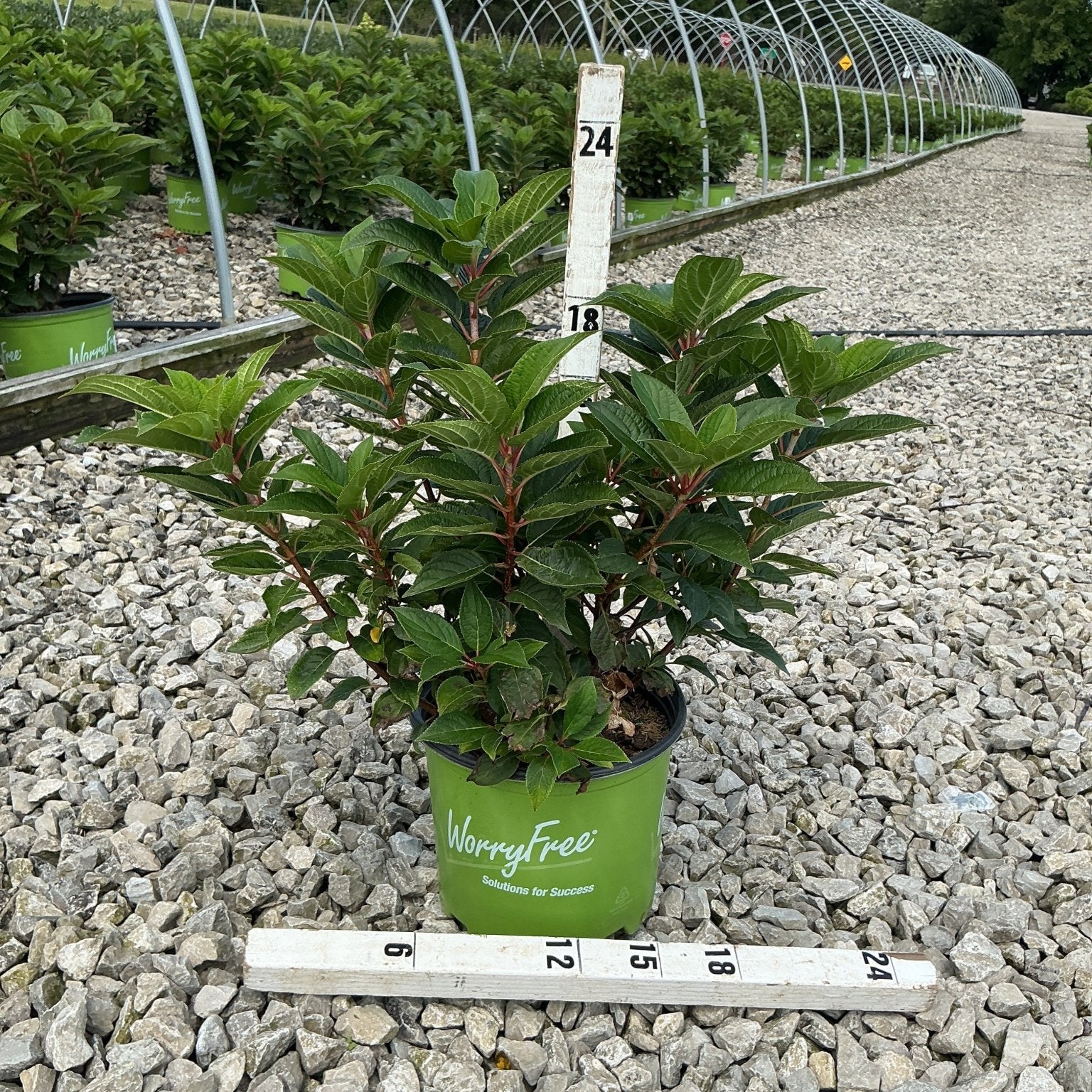 Early Evolution Panicle Hydrangea in a #3 container at a nursery, showing dense green foliage on red stems, approximately 18 inches tall.