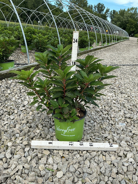 Early Evolution Panicle Hydrangea in a #3 container at a nursery, showing dense green foliage on red stems, approximately 18 inches tall.