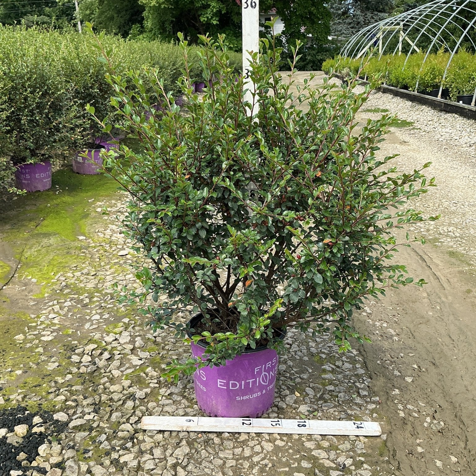 Autumn Inferno Cotoneaster shrub in a purple First Editions container, shown at nursery with a measuring stick indicating about 36 inches tall.