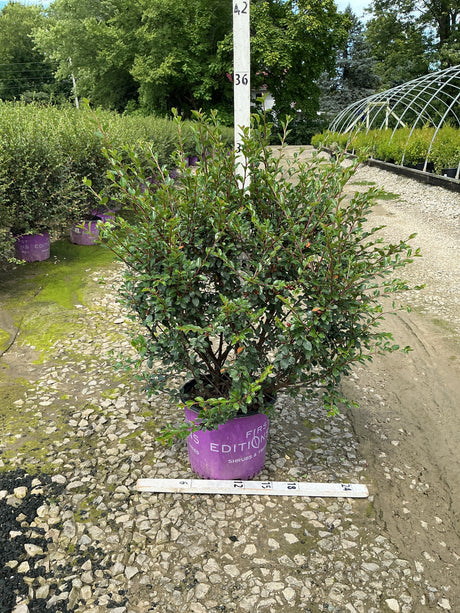 Autumn Inferno Cotoneaster shrub in a purple First Editions container, shown at nursery with a measuring stick indicating about 36 inches tall.