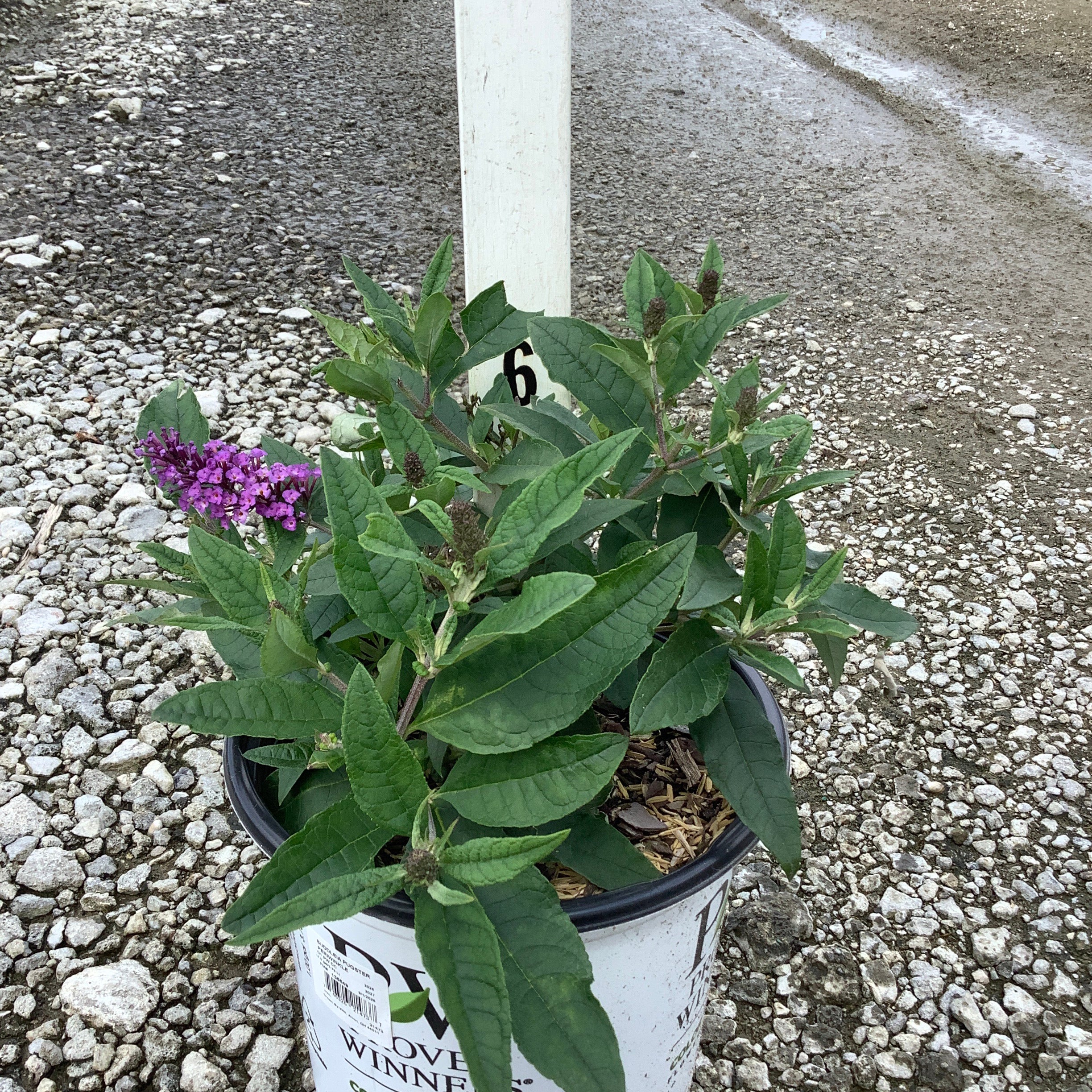 Pugster Periwinkle Butterfly Bush in a #1 nursery container with purple flower spikes and dark green foliage.