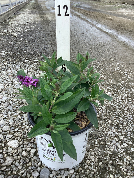 Pugster Periwinkle Butterfly Bush in a #1 nursery container with purple flower spikes and dark green foliage.
