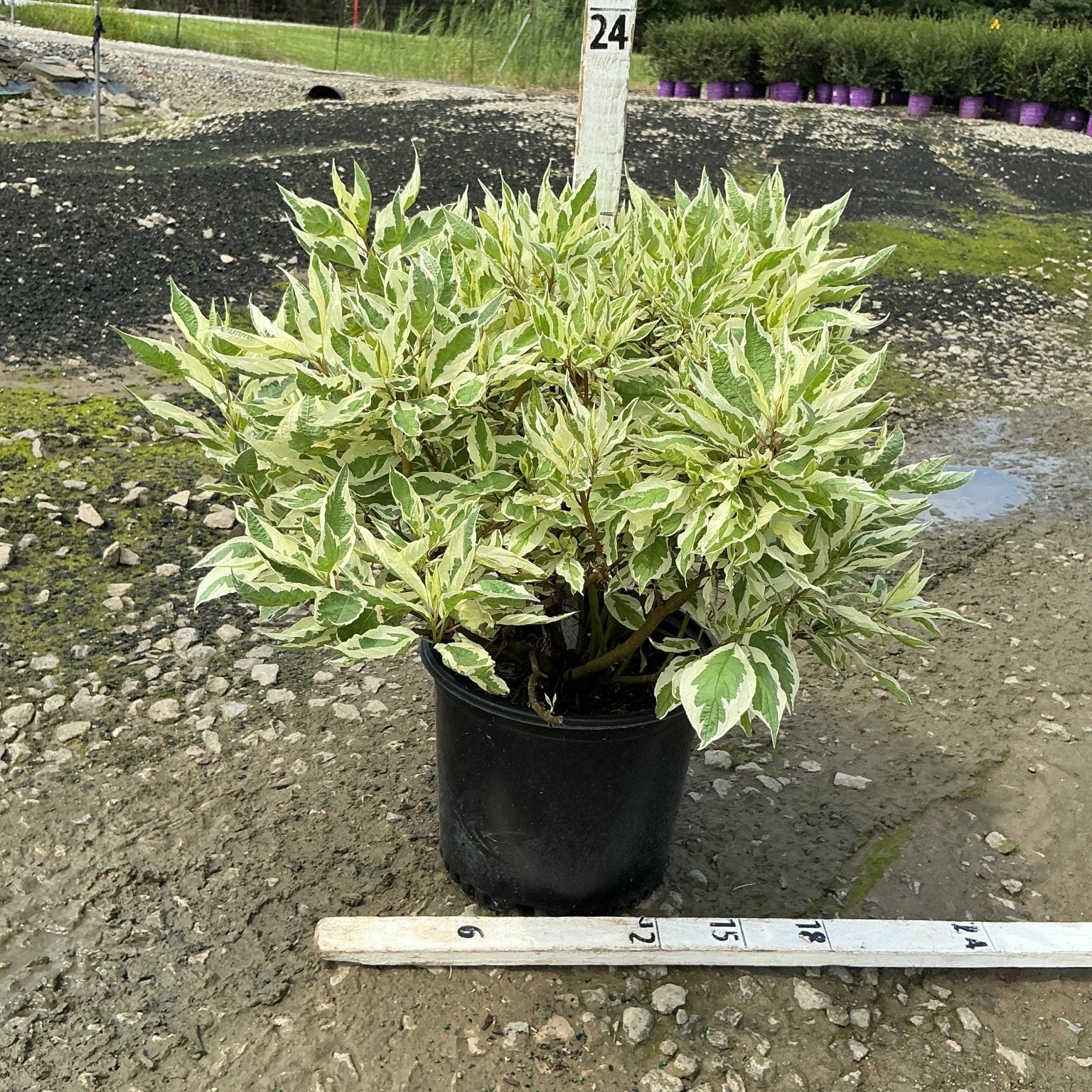 Ivory Halo Dogwood shrub in a #3 container displaying creamy white and green variegated foliage, shown with a ruler for scale.