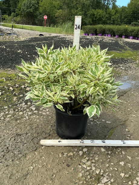 Ivory Halo Dogwood shrub in a #3 container displaying creamy white and green variegated foliage, shown with a ruler for scale.