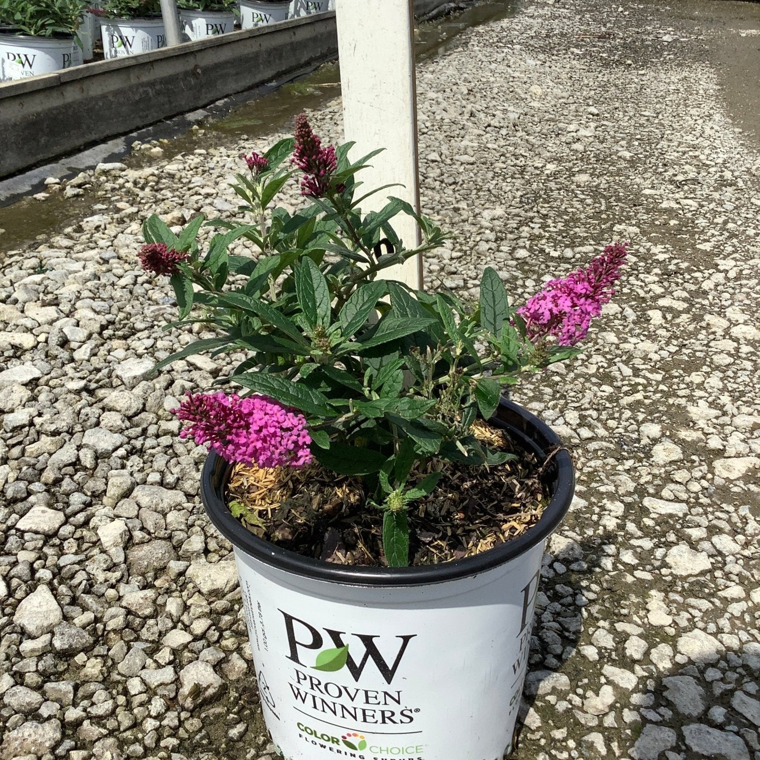 Pugster Pinker Butterfly Bush in a Proven Winners #1 container with bright pink blooms at a nursery.