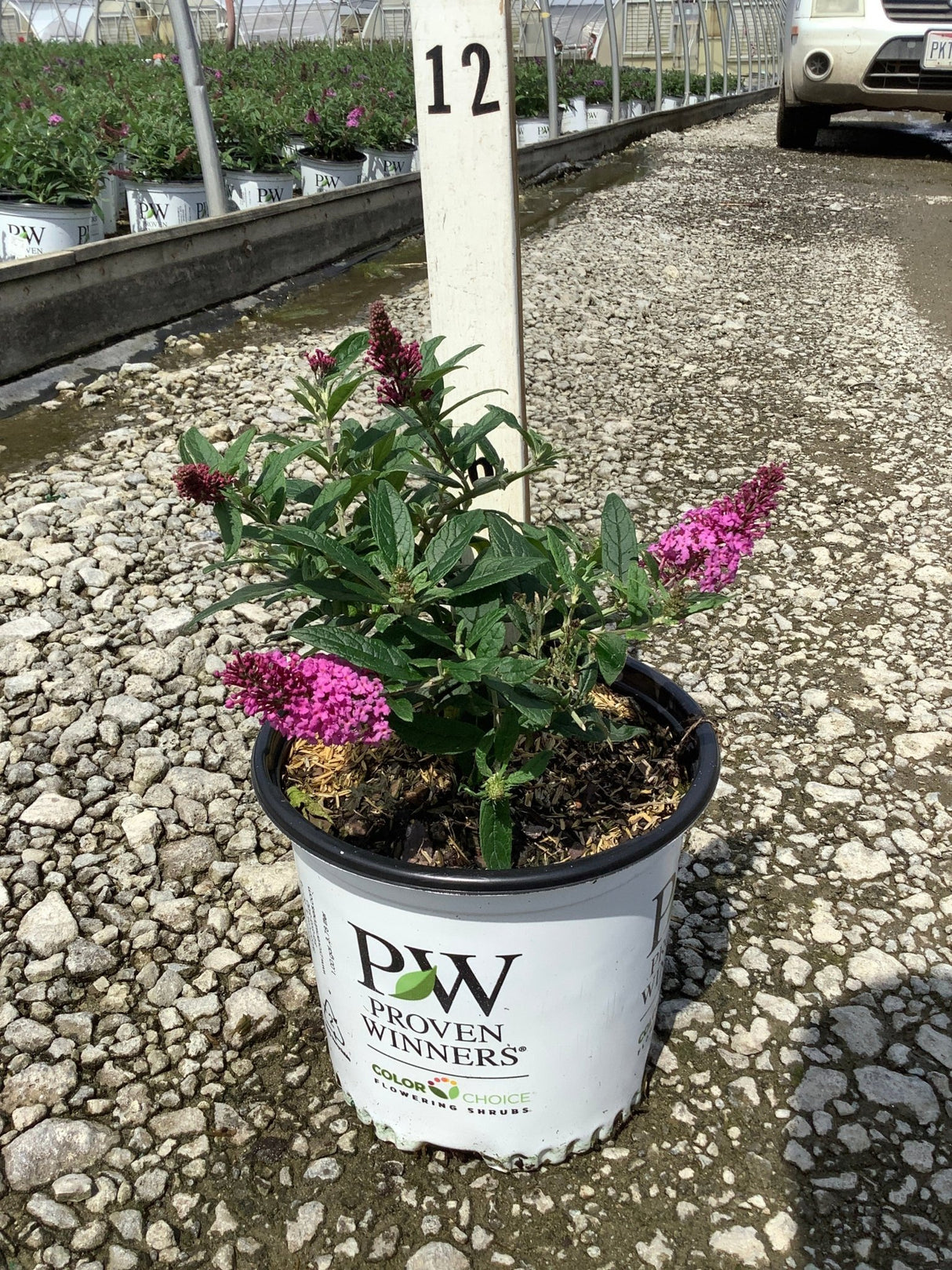Pugster Pinker Butterfly Bush in a Proven Winners #1 container with bright pink blooms at a nursery.