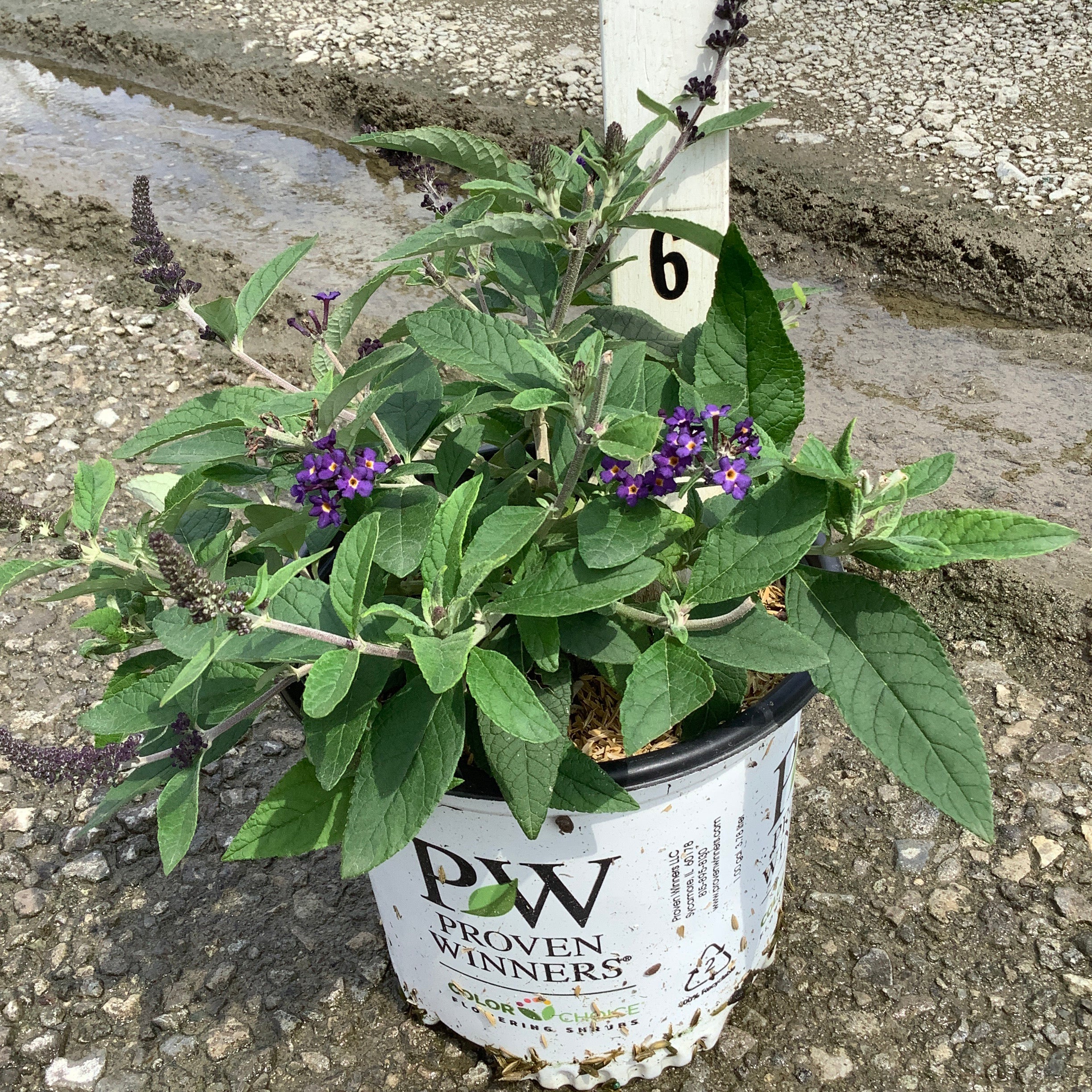 Pugster Blue Butterfly Bush in a Proven Winners #1 container with deep purple blooms and lush green foliage.