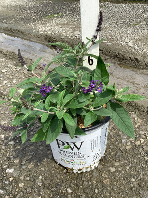 Pugster Blue Butterfly Bush in a Proven Winners #1 container with deep purple blooms and lush green foliage.