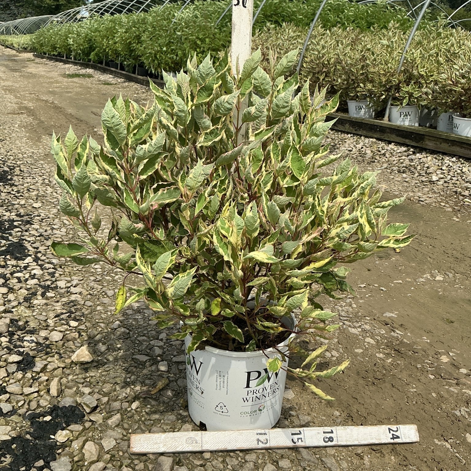 Sgt. Pepper Dogwood shrub in a #3 Proven Winners container showing variegated green and cream foliage at a nursery.