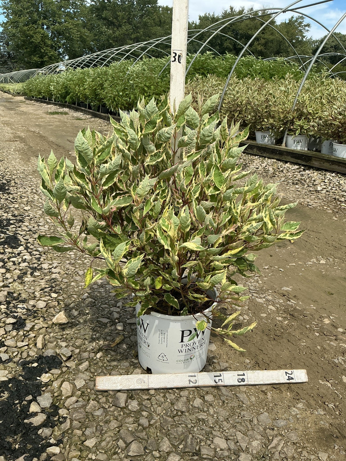 Sgt. Pepper Dogwood shrub in a #3 Proven Winners container showing variegated green and cream foliage at a nursery.