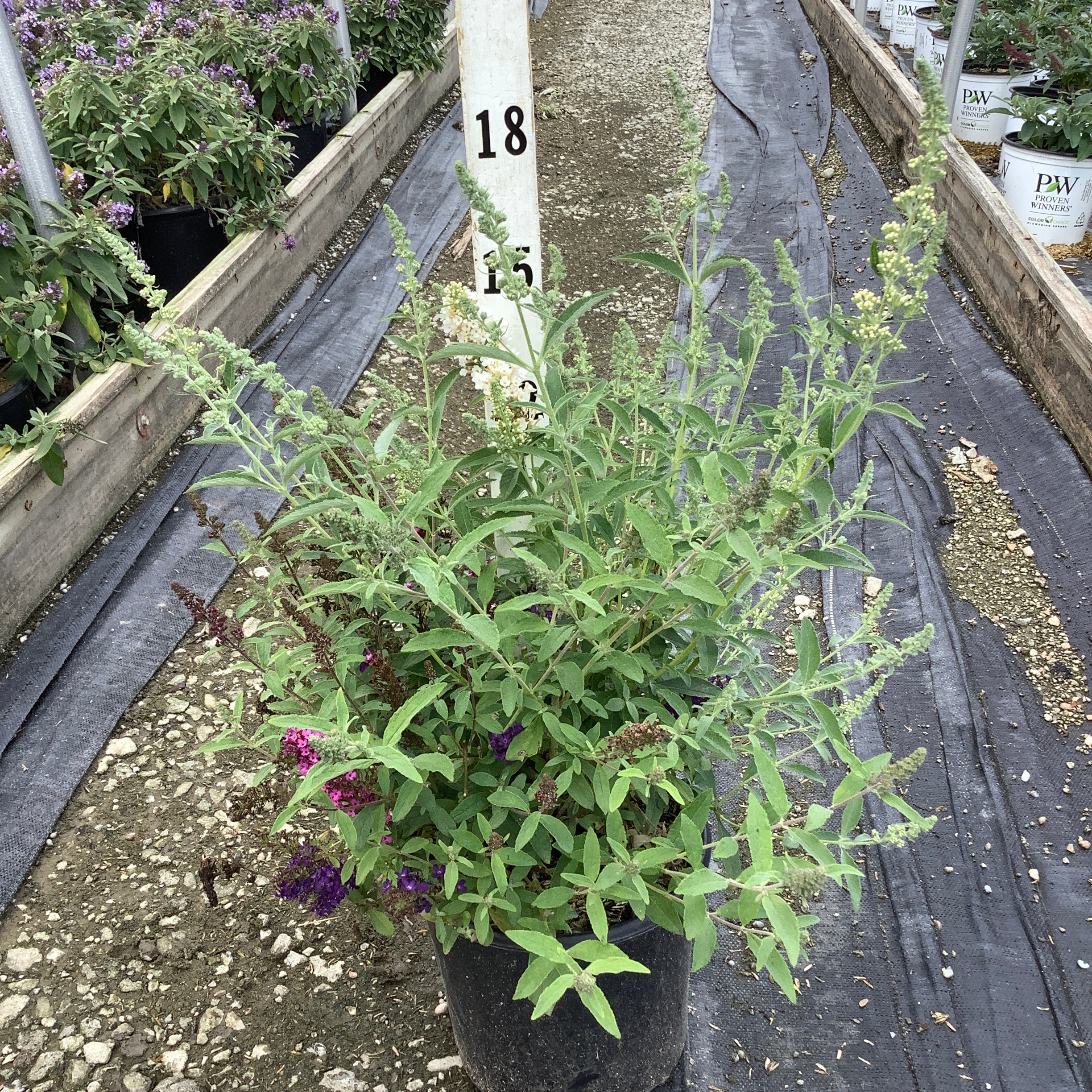 Perfecta Trifecta Butterfly Bush in a #1 container showing multi-colored blooms of white, purple, and raspberry in a nursery greenhouse.
