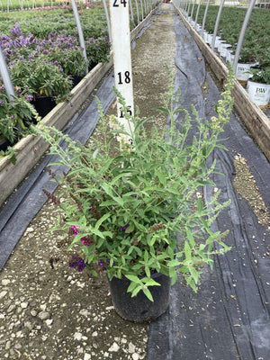 Perfecta Trifecta Butterfly Bush in a #1 container showing multi-colored blooms of white, purple, and raspberry in a nursery greenhouse.