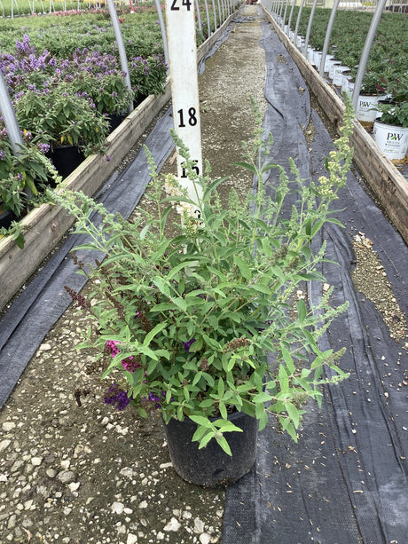 Perfecta Trifecta Butterfly Bush in a #1 container showing multi-colored blooms of white, purple, and raspberry in a nursery greenhouse.