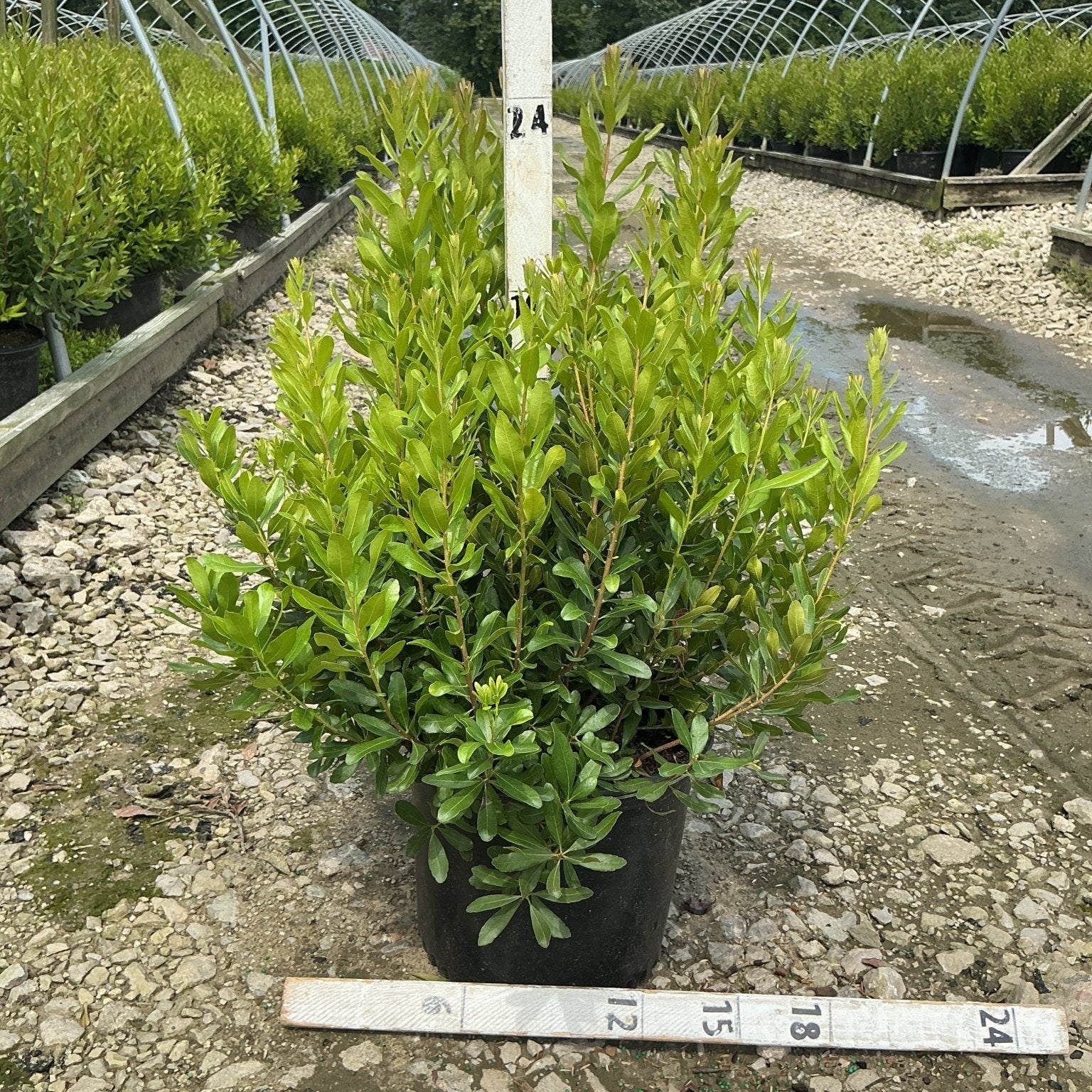 Northern Bayberry shrub in a #3 container at a nursery, showing dense green foliage on upright stems.