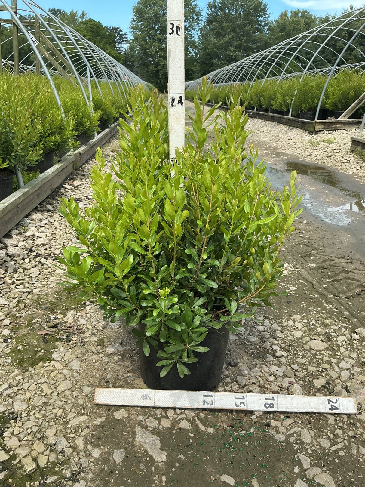 Northern Bayberry shrub in a #3 container at a nursery, showing dense green foliage on upright stems.
