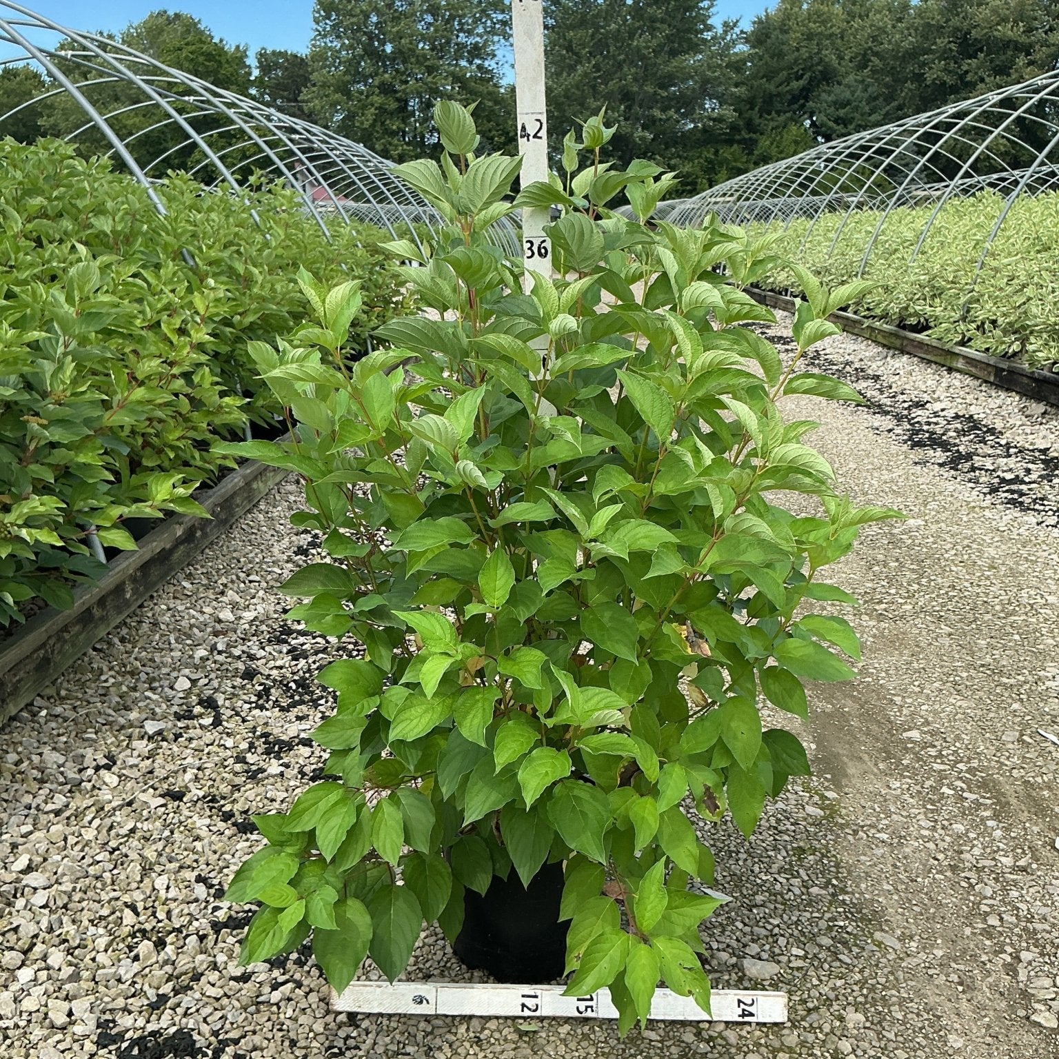 Bailey Red Twigged Dogwood shrub in a #3 container showing dense green foliage at a nursery grow yard.
