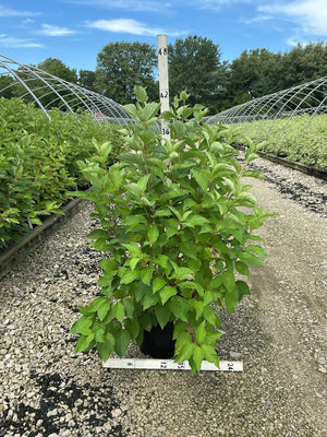 Bailey Red Twigged Dogwood shrub in a #3 container showing dense green foliage at a nursery grow yard.