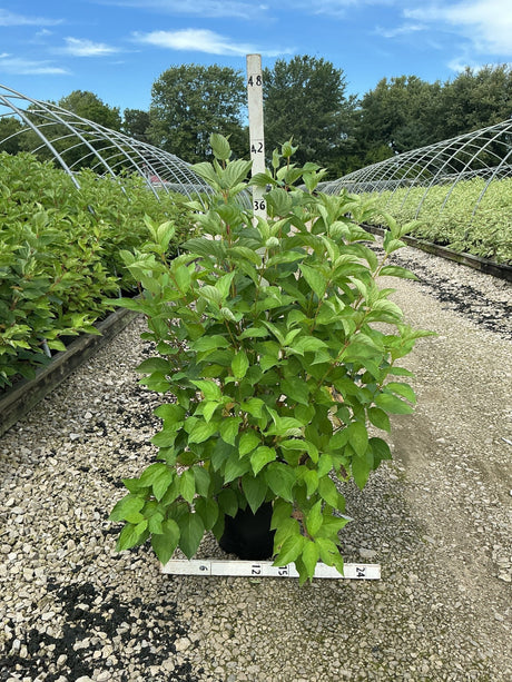 Bailey Red Twigged Dogwood shrub in a #3 container showing dense green foliage at a nursery grow yard.