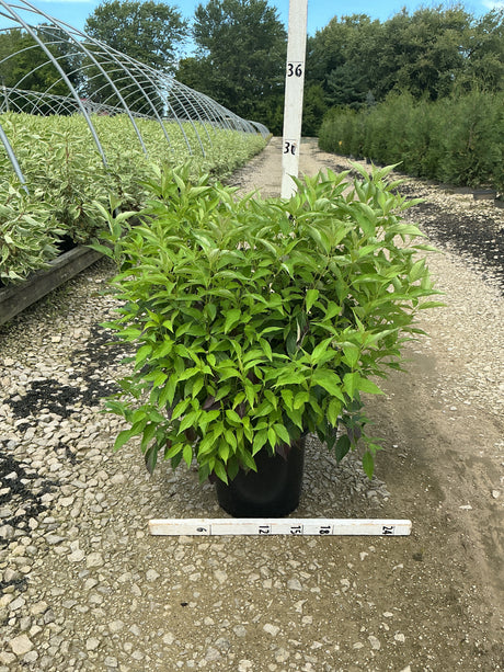 Red Gnome Dogwood shrub in a #3 container displaying lush green foliage, shown against a nursery gravel pathway.