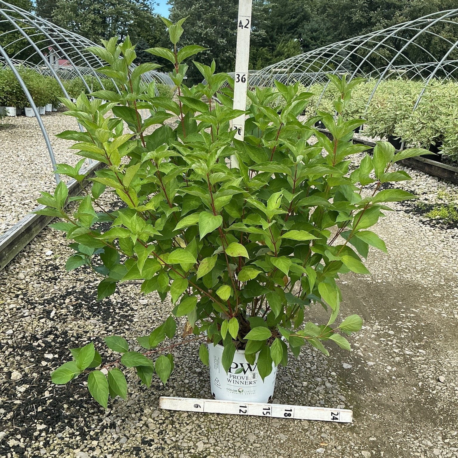 Arctic Fire Red Redosier Dogwood shrub in a #3 container, showing dense green foliage and red stems at a nursery.