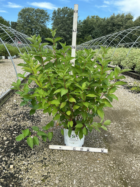 Arctic Fire Red Redosier Dogwood shrub in a #3 container, showing dense green foliage and red stems at a nursery.
