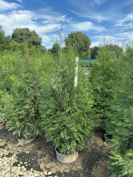 Full Speed A Hedge American Pillar Arborvitae trees in nursery containers showing dense, columnar green foliage habit.