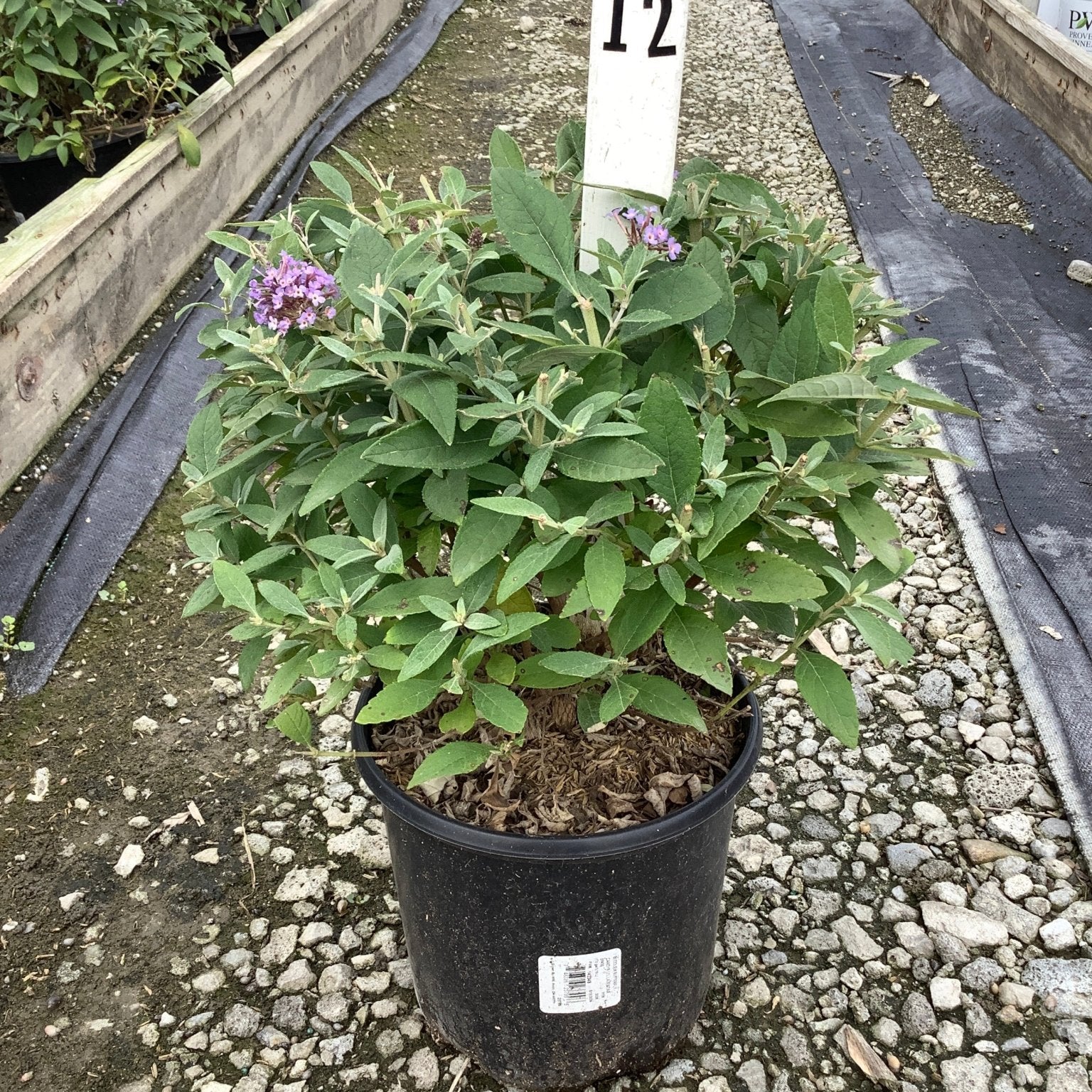 Butterfly Candy Lil' Lavender butterfly bush in a #12 nursery container with purple blooms and dense green foliage.
