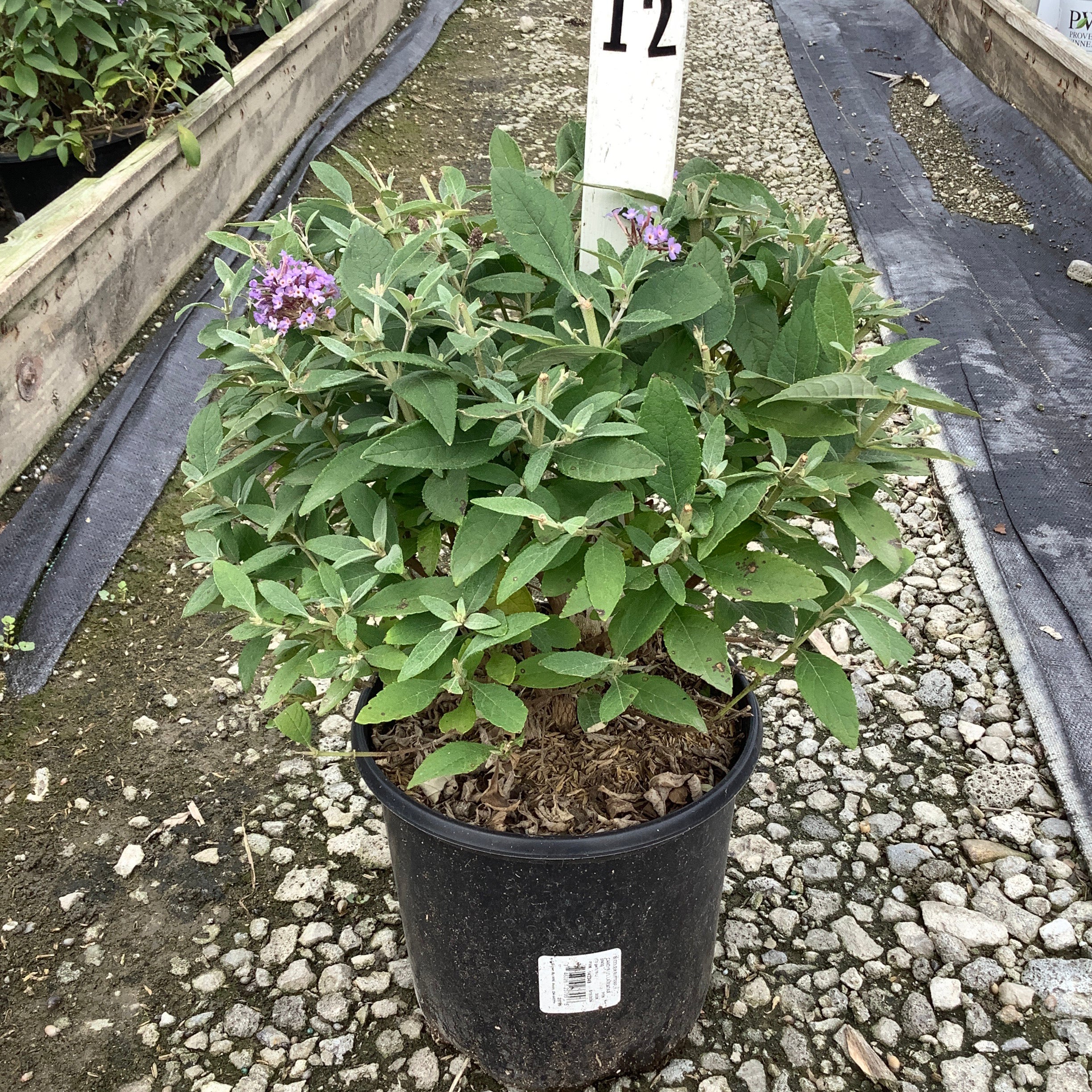 Butterfly Candy Lil' Lavender butterfly bush in a #12 nursery container with purple blooms and dense green foliage.