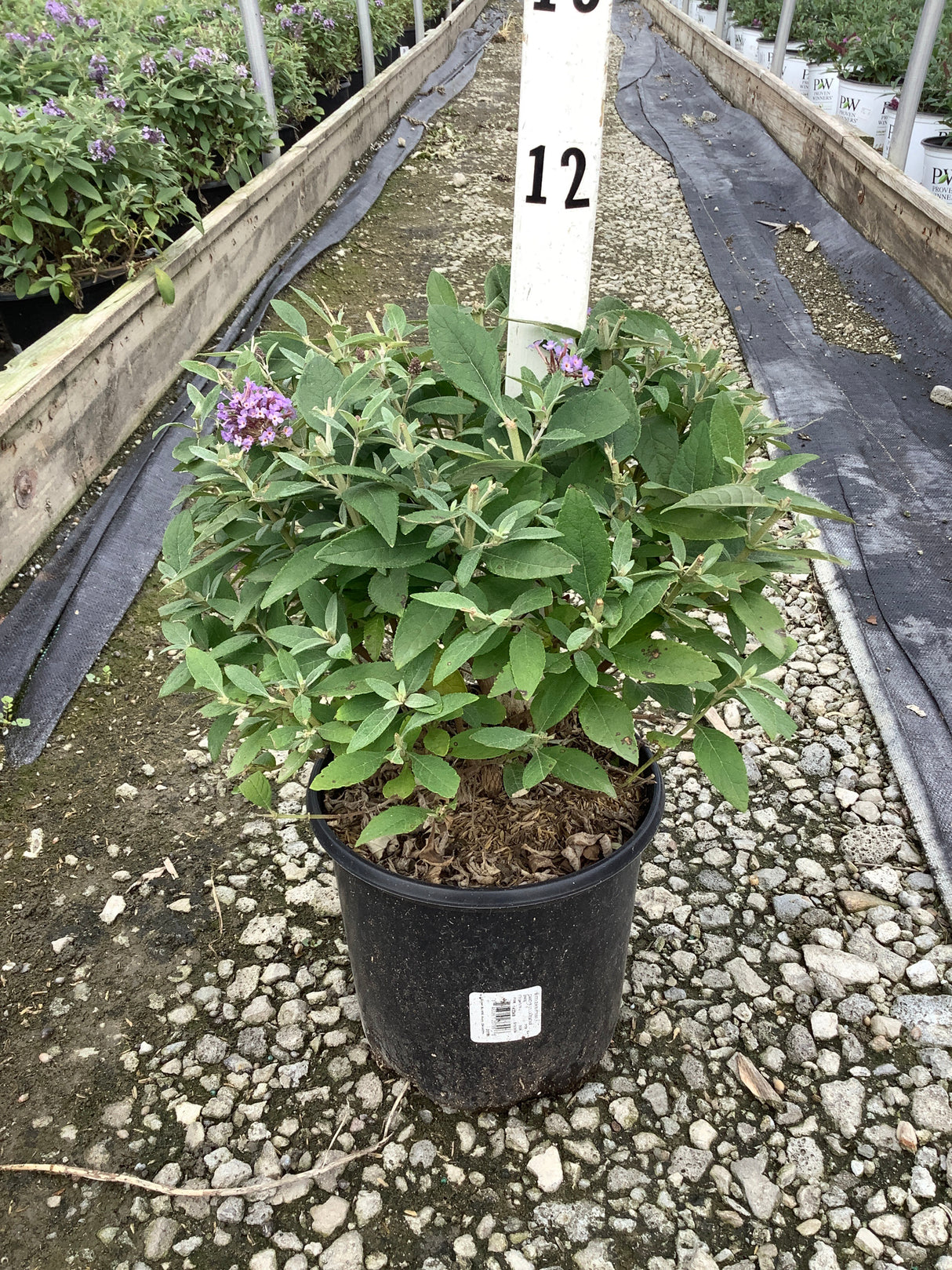 Butterfly Candy Lil' Lavender butterfly bush in a #12 nursery container with purple blooms and dense green foliage.
