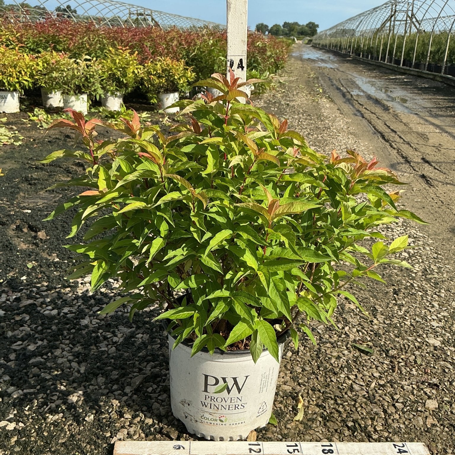 Kodiak Orange Bush Honeysuckle shrub in a Proven Winners #3 container, showing green foliage with red-tipped new growth.