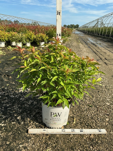 Kodiak Orange Bush Honeysuckle shrub in a Proven Winners #3 container, showing green foliage with red-tipped new growth.