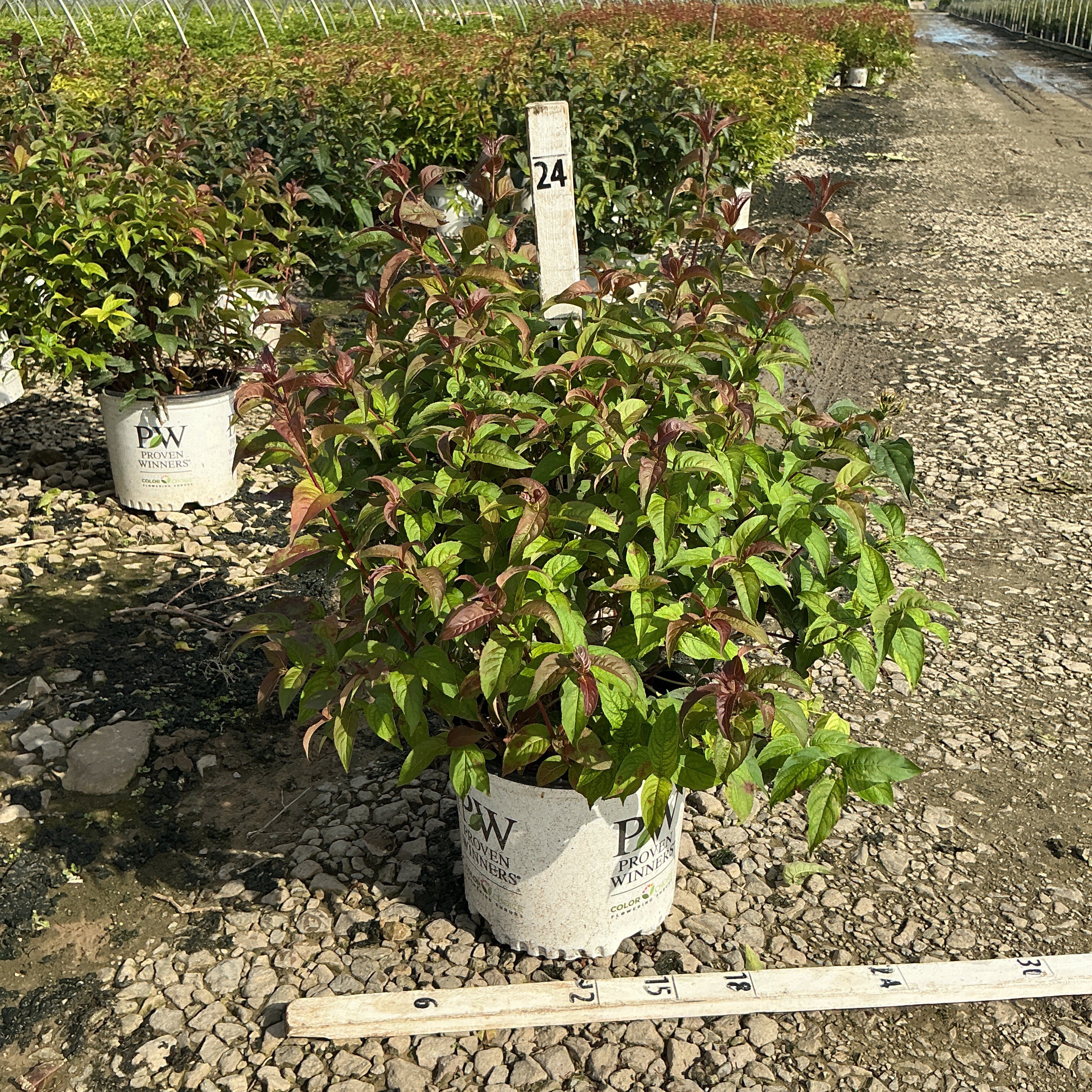 Kodiak Black Bush Honeysuckle in a Proven Winners #3 container showing green and burgundy foliage at a nursery grow yard.