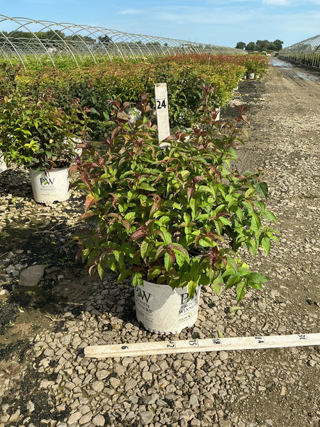 Kodiak Black Bush Honeysuckle in a Proven Winners #3 container showing green and burgundy foliage at a nursery grow yard.