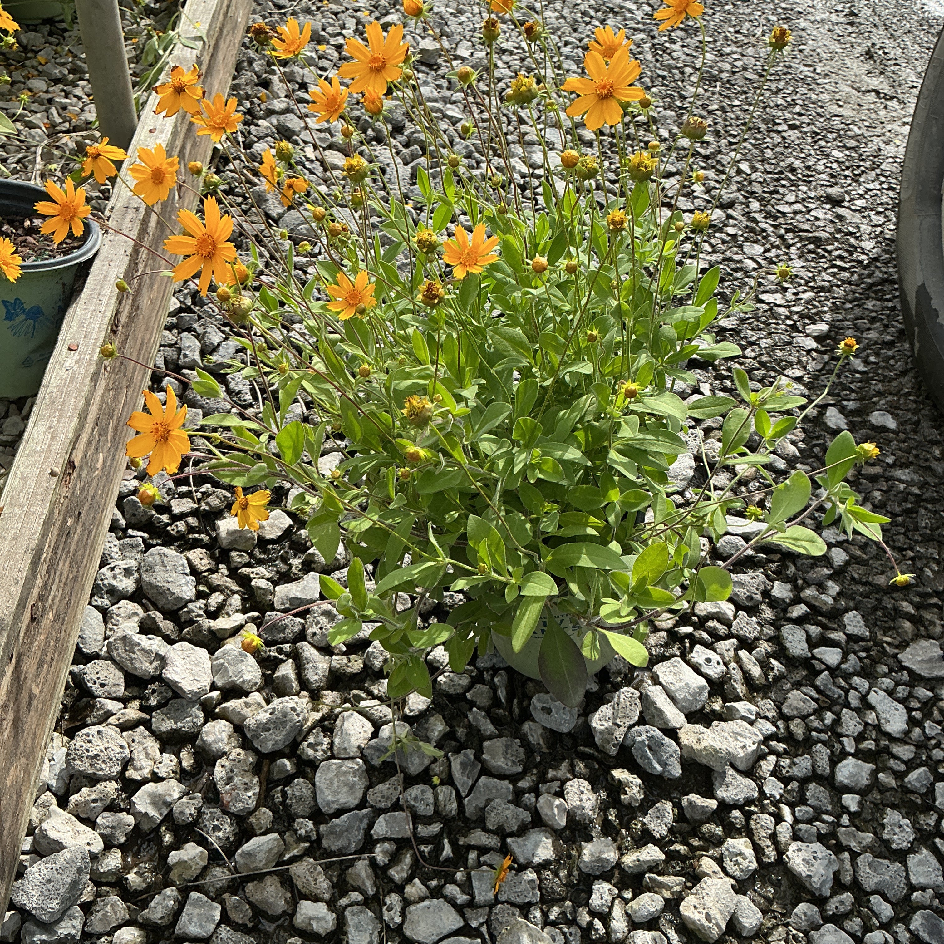 Sunshine Superman Coreopsis blooming with bright orange daisy-like flowers in a gravel nursery setting.