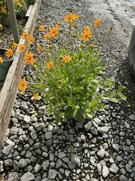Sunshine Superman Coreopsis blooming with bright orange daisy-like flowers in a gravel nursery setting.