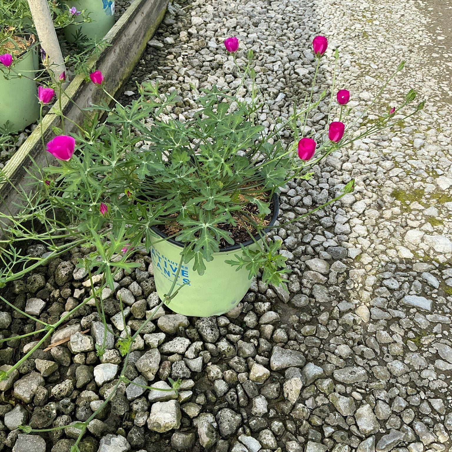 Purple Poppy Mallow in a #2 container displays magenta cup-shaped blooms and finely cut foliage on a gravel nursery surface.