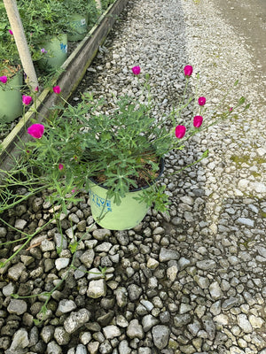 Purple Poppy Mallow in a #2 container displays magenta cup-shaped blooms and finely cut foliage on a gravel nursery surface.