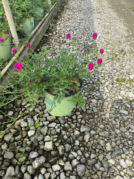 Purple Poppy Mallow in a #2 container displays magenta cup-shaped blooms and finely cut foliage on a gravel nursery surface.