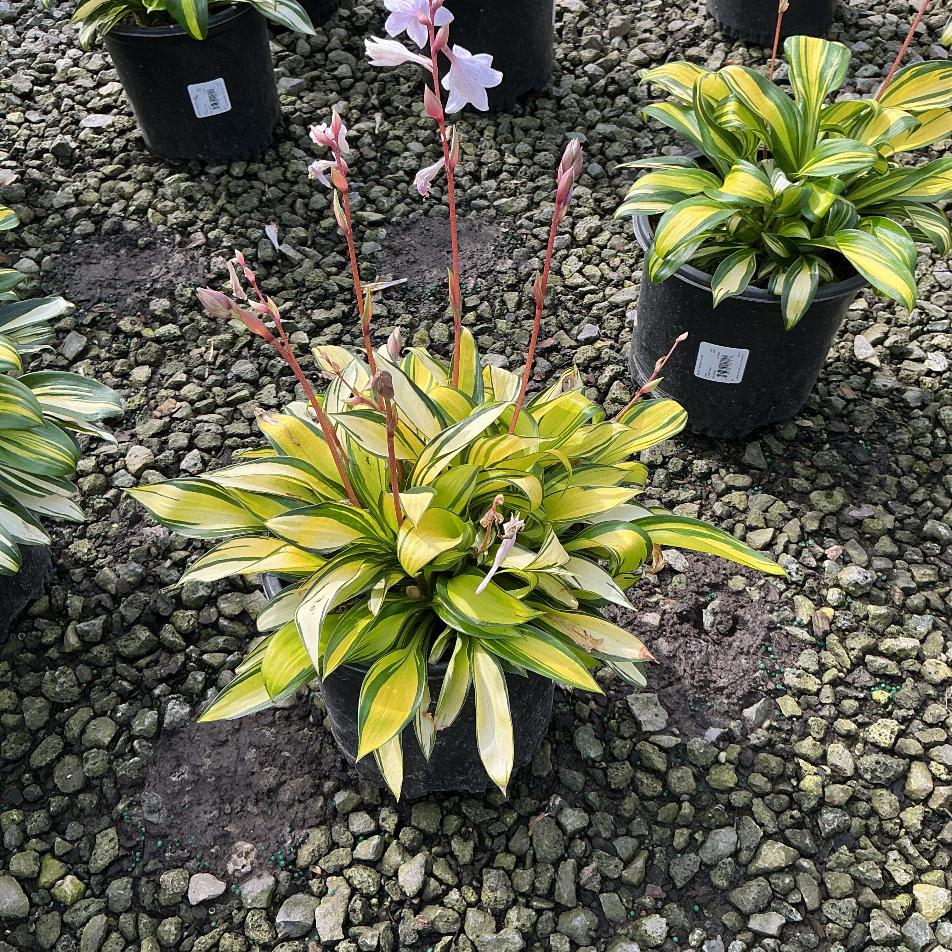 Hosta 'Rainbow's End' in a nursery container with yellow-edged variegated foliage and tall pink flower spikes.