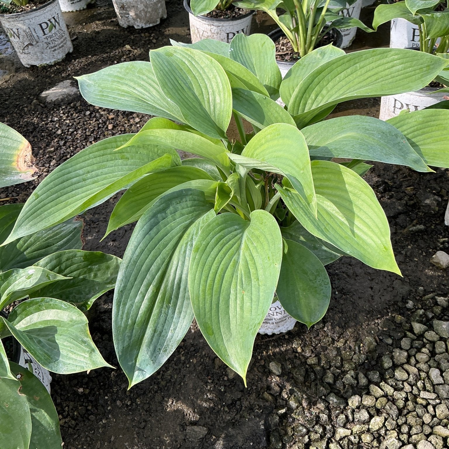 Empress Wu Hosta plant displaying large, broad green leaves in a nursery setting with Proven Winners containers nearby.