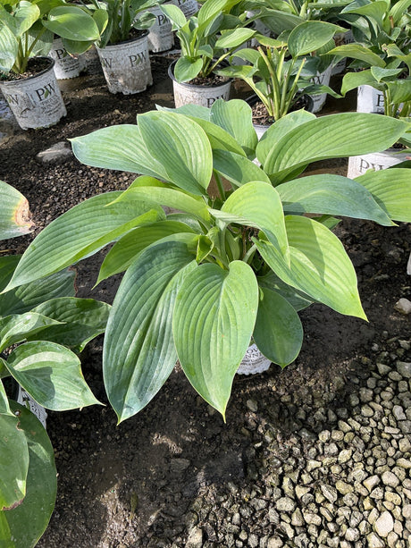 Empress Wu Hosta plant displaying large, broad green leaves in a nursery setting with Proven Winners containers nearby.
